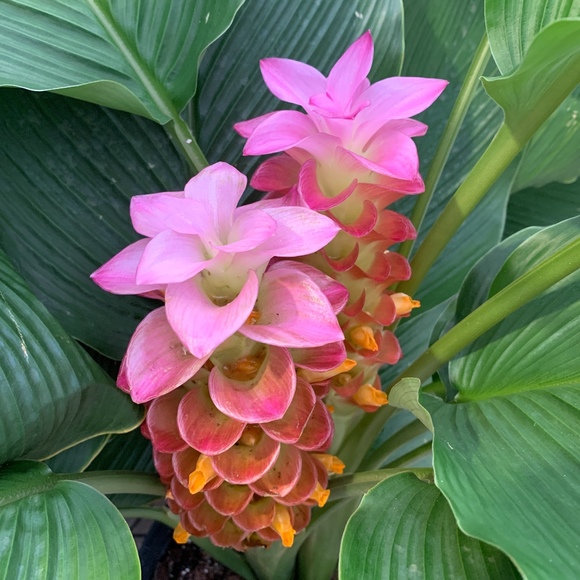 Meet your Posher, Posh - Picture 1 of 1